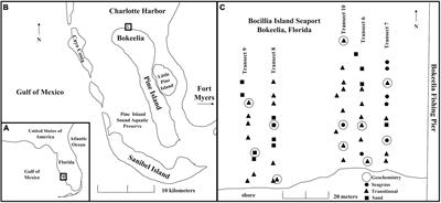 Live and Live-Dead Intraspecific Morphometric Comparisons as Proxies for Seagrass Stability in Conservation Paleobiology